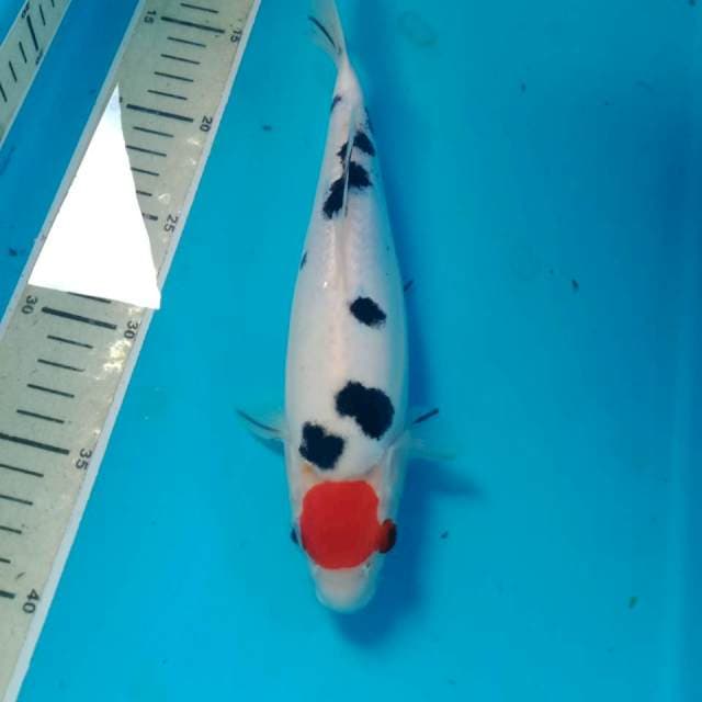 Tancho Sanke 26 cm