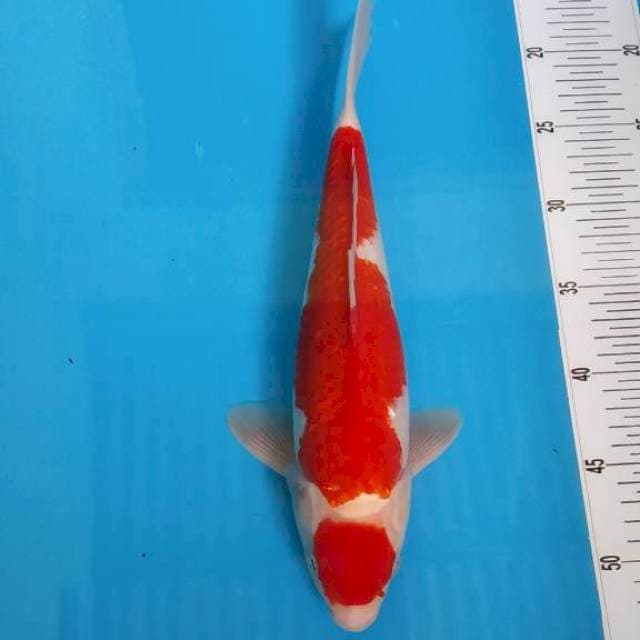 BKS ( MARUTEN GINRIN 33 CM )
