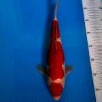 BKS ( MARUTEN GINRIN 33 CM )