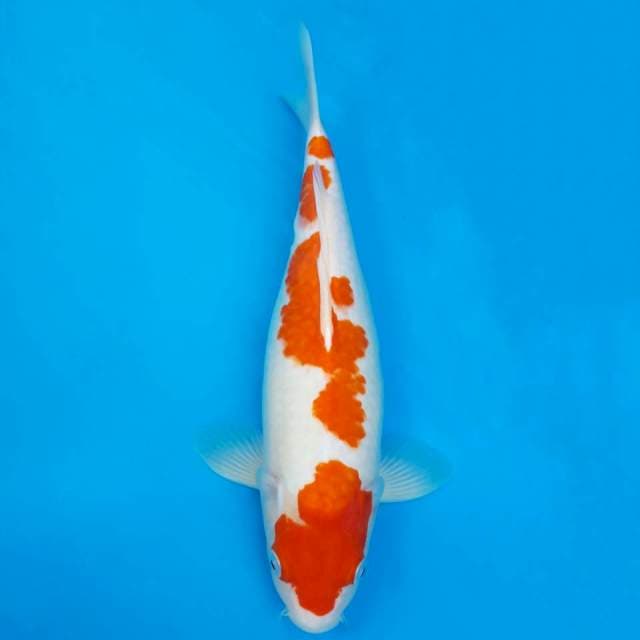 Kohaku maruten cemplong