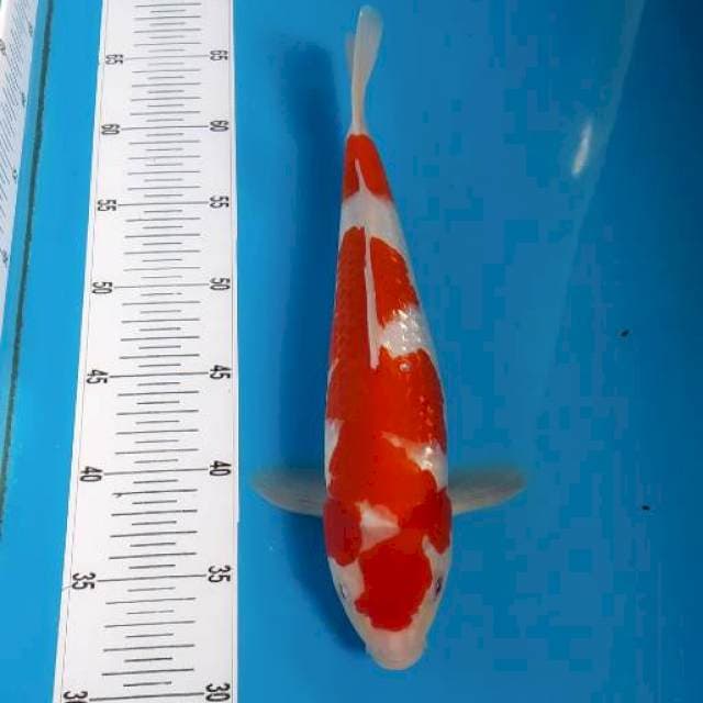 BKS ( KOHAKU GINRIN 32 CM )