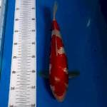 BKS ( KOHAKU GINRIN 32 CM )