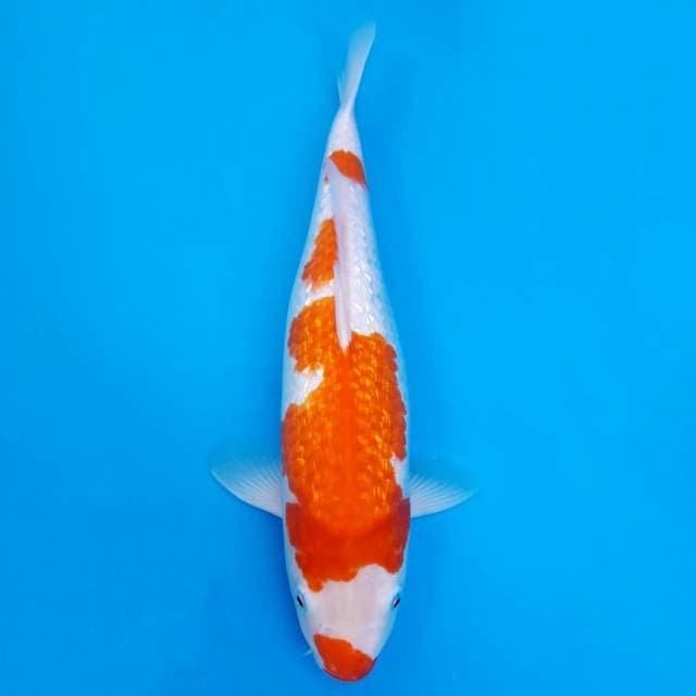 Kohaku ginrin kucibeni