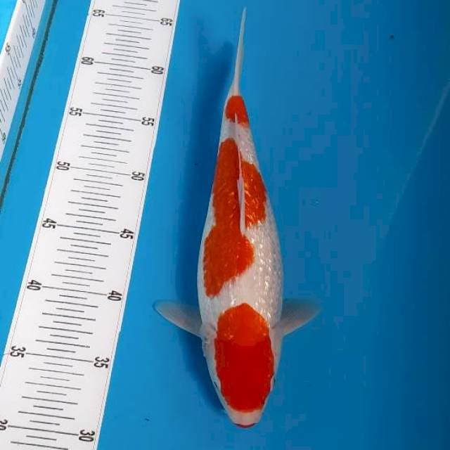 BKS ( KOHAKU GINRIN 31 CM )