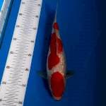 BKS ( KOHAKU GINRIN 31 CM )