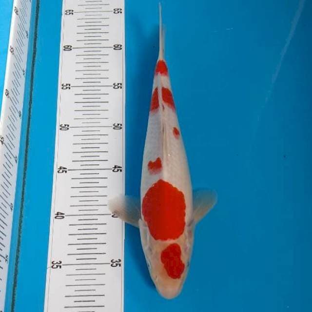 BKS ( KOHAKU 30 CM )