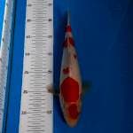 BKS ( KOHAKU 30 CM )