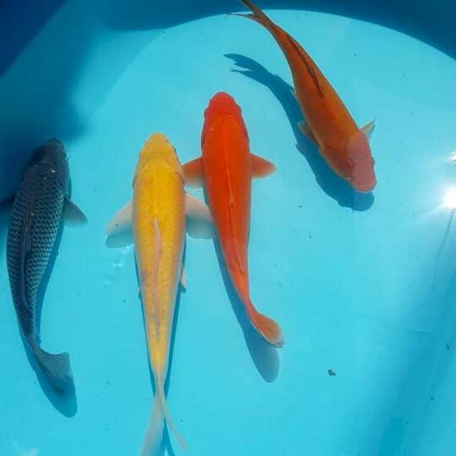 Penjinak kolam 4 ekor