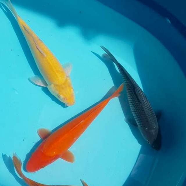 Penjinak kolam 4 ekor