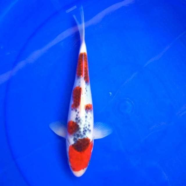 A. GHOSIKI #28CM