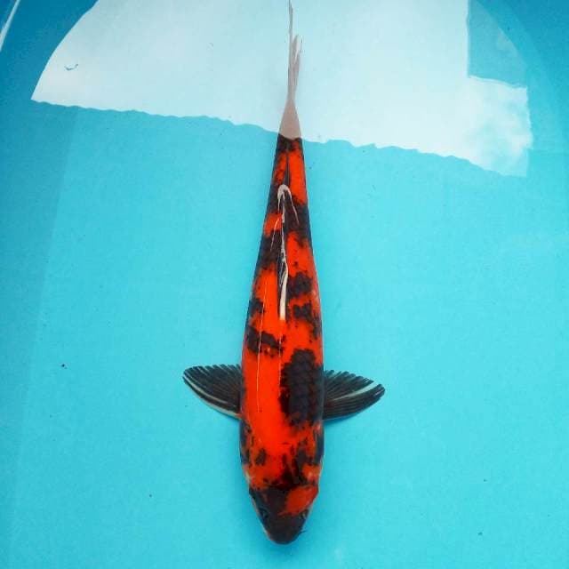 G. SHOWA HARD #38CM