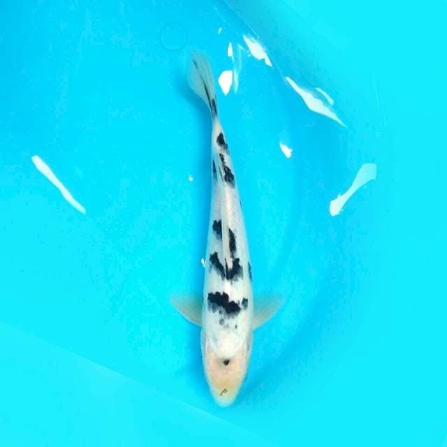 Bekko 26cm