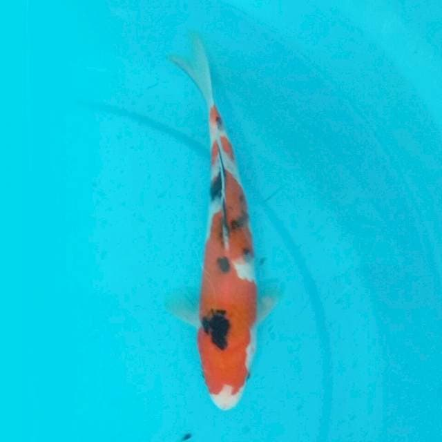 Sanke 23cm