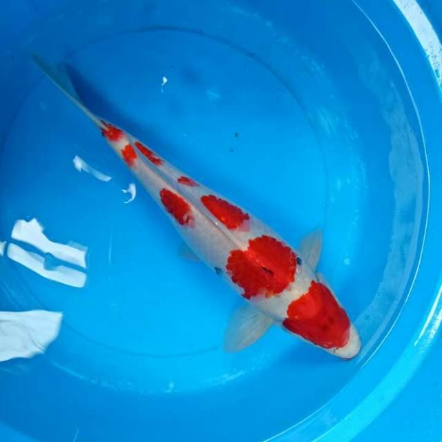 ORIGINAL  Tategoi 41 CM