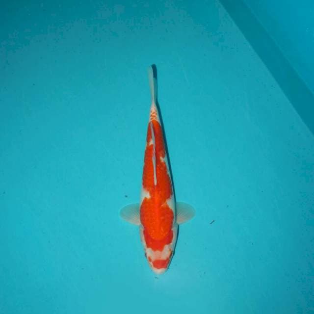 KOHAKU 26 CM