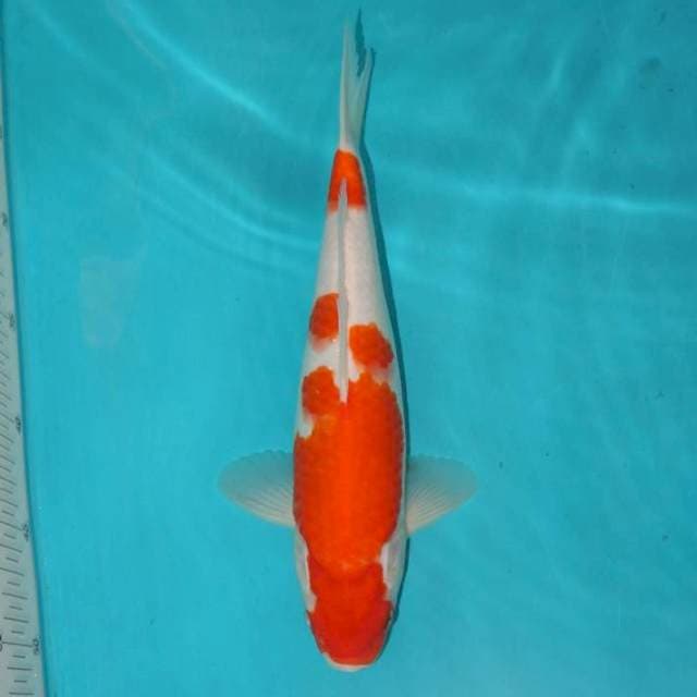 KOHAKU 30 CM