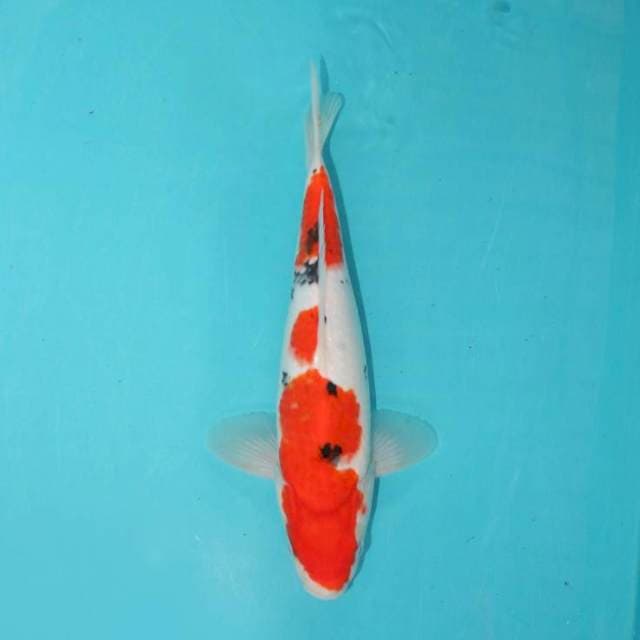 SANKE 29 CM
