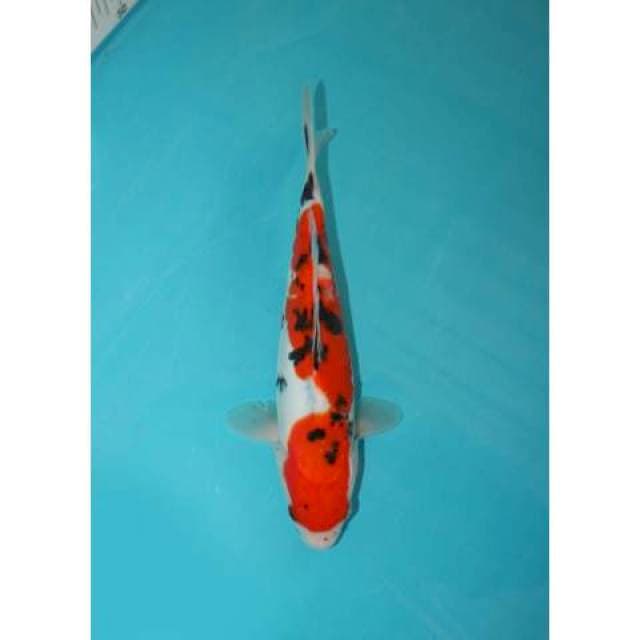 DOITSU SANKE TATEGOI 28 CM