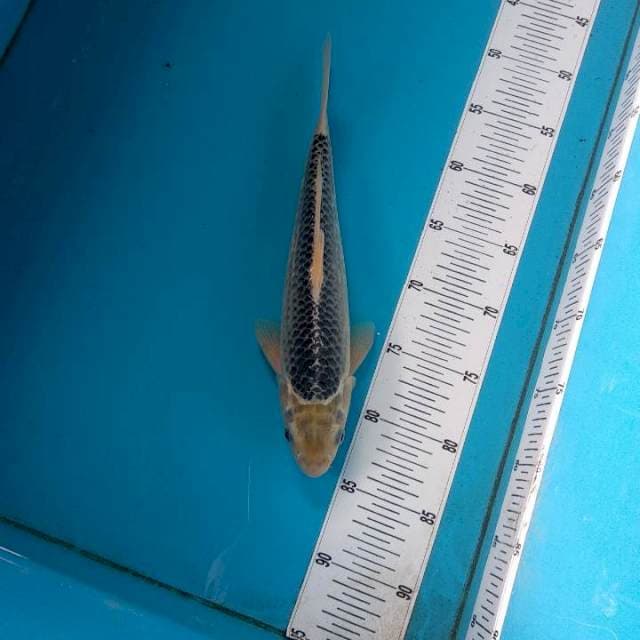 Asagi F1 33cm