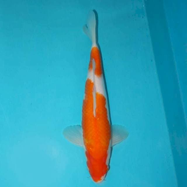 KOHAKU 27 CM