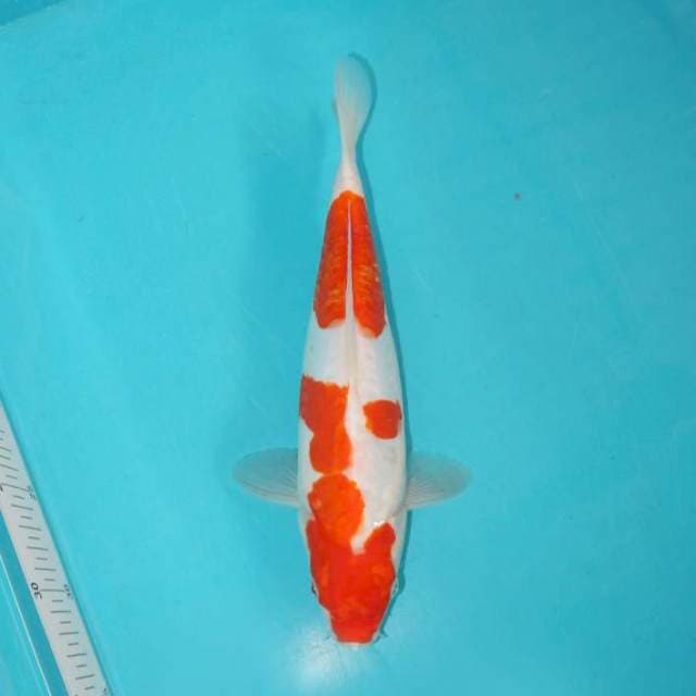 KOHAKU DOITSU 28 CM