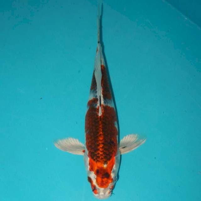 GOSHIKI 23 CM