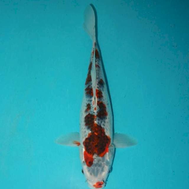 GOSHIKI 30 CM