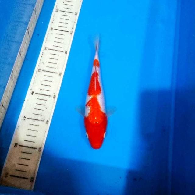 Kohaku menkaburi ginrin full