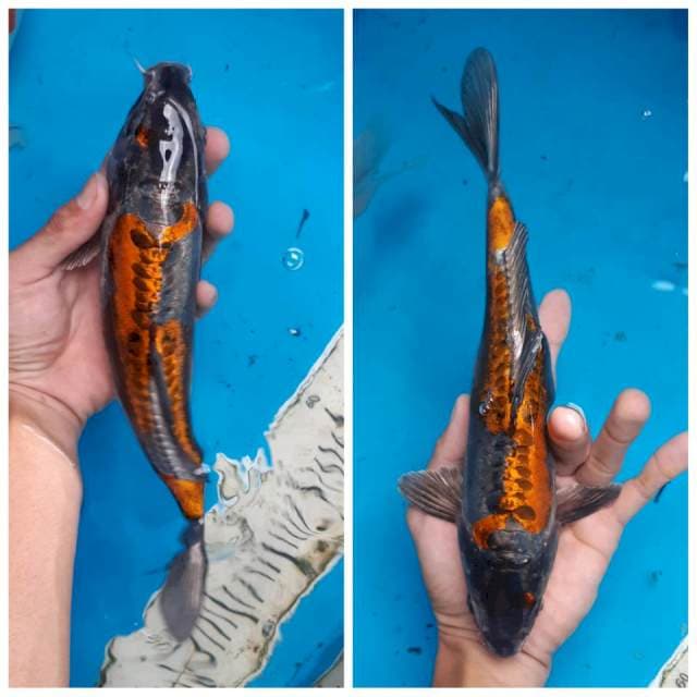 Beni kikokuryu spesial