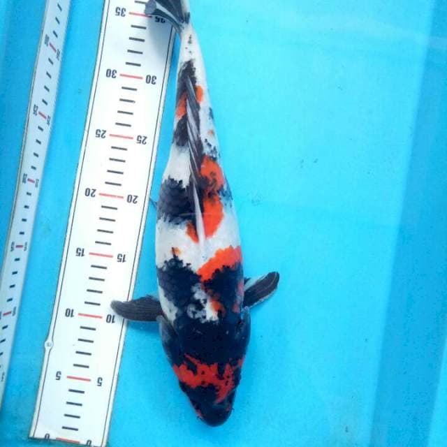 Showa 36cm