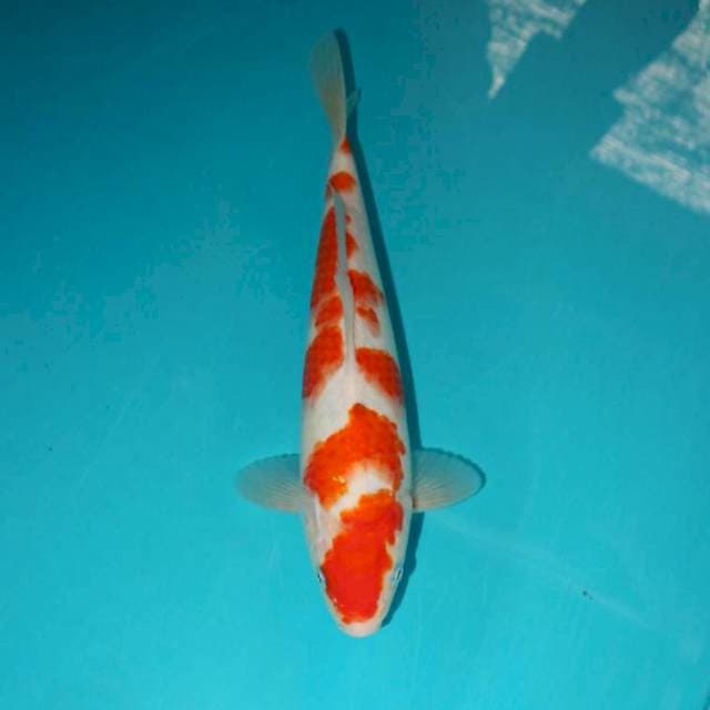 Kohaku 29 cm