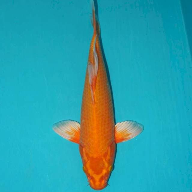 Ogon 32 cm