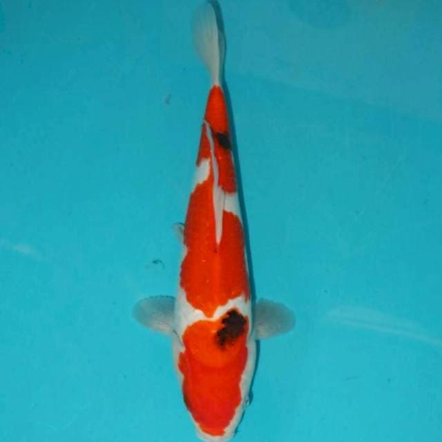 Sanke 30 cm