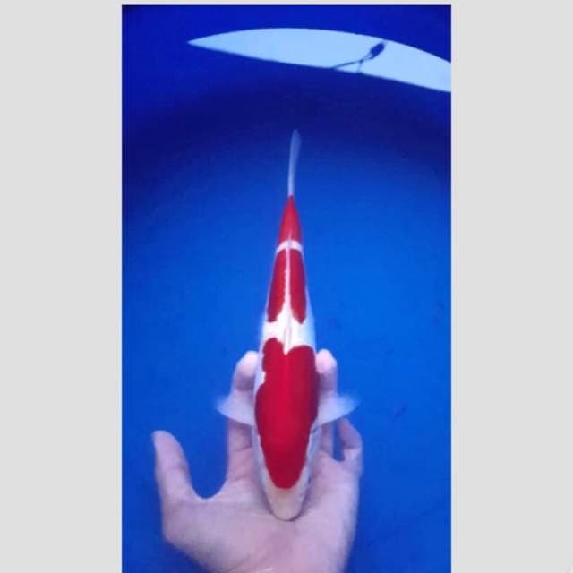 kohaku 3 step merah darah asli doitsu