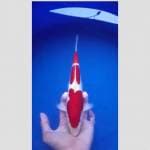 kohaku 3 step merah darah asli doitsu