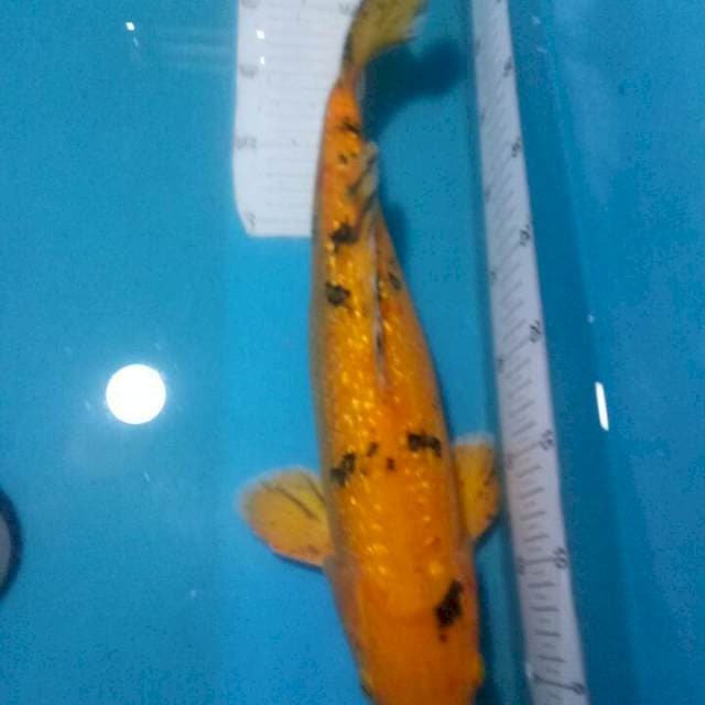 KIN AKA FULL GINRIN..43cm Male..