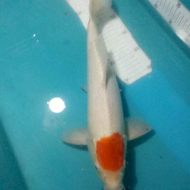 TANCHO KOHAKU..BODY JUMBO..