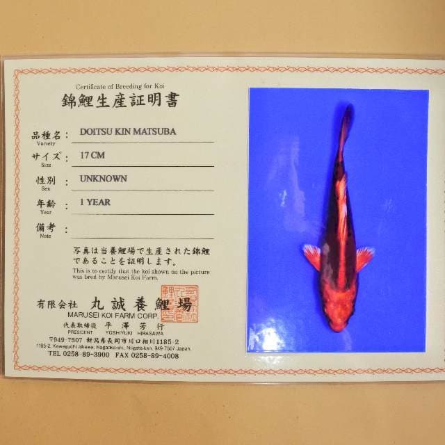 Doitsu kin Matsuba (Marusei) 17cm. Import dan sertifikat