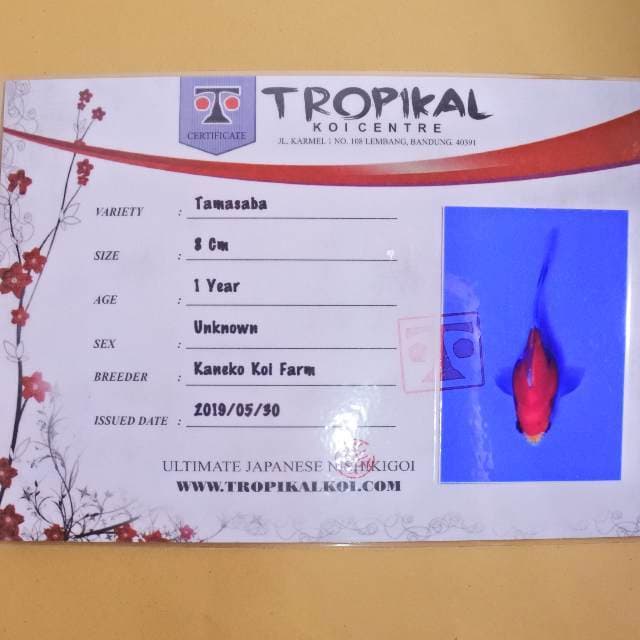 Tamasaba (kaneko) 8cm. Import dan sertifikat