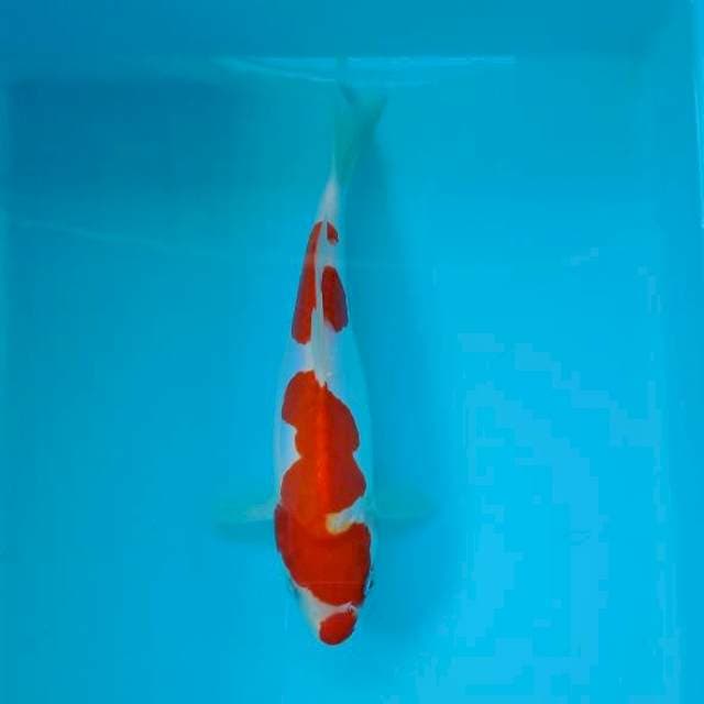 KOHAKU 25 CM