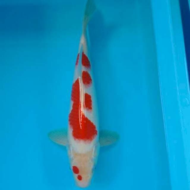 KOHAKU 34 CM