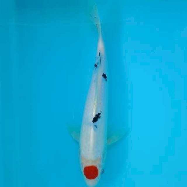 TANCHO SANKE 28 CM