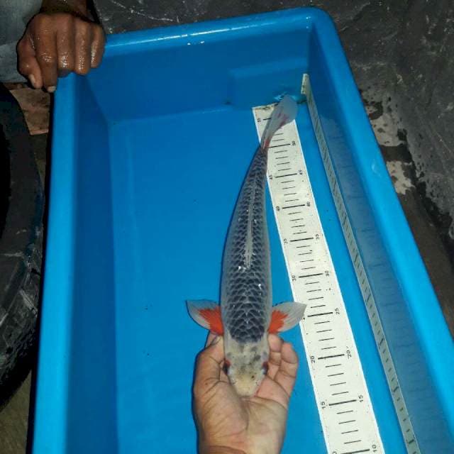 Asagi male