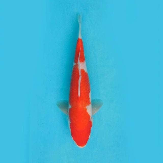 BKS ( KOHAKU 30 CM )