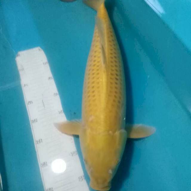 MIDORI..JUMBO F1..55CM