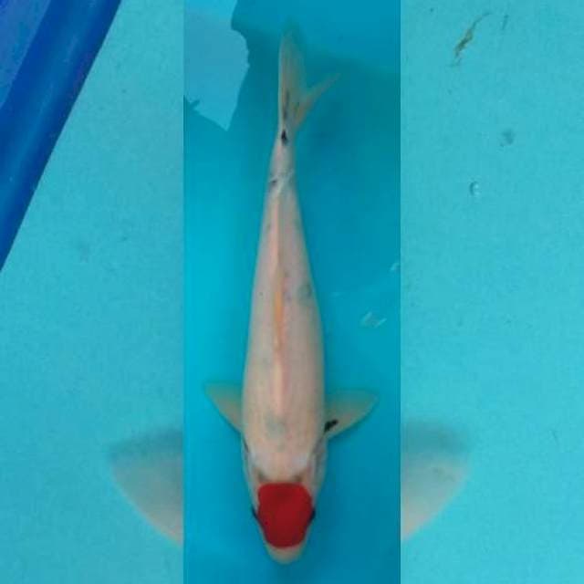 Tancho Sanke Tategoi 33cm