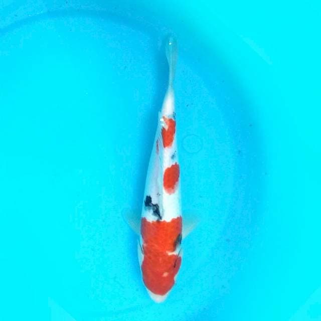 29CM - SANKE 