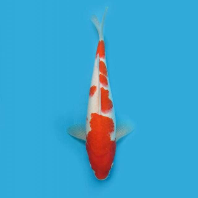BKS ( KOHAKU 35 CM )