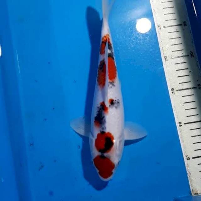 SANKE F1 27 CM