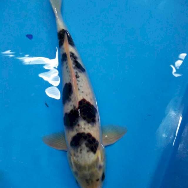 goromo